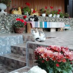Прекрасная Закарпатская поэтесса Аня Цiрик, написала шуточное стихотворение «КОТЯЧІ РОЗБОРКЫ»