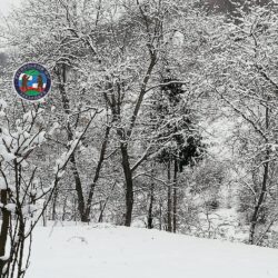 Русинская Поэтесса Аня Цірик написала стихотворение о Карпатской Зиме «ЗИМА У ГРУШОВІ»