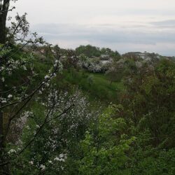 Русинская поэтесса Аня Цірик о Карпатской Весне «Село Грушово цвіте,  у вітом яблуньовым…»