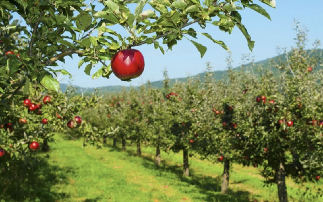 Русинская поэтесса Аня Цірик «Красні яблыка в саду, в сысь гуд уродили – можеш з них всього зробити…»