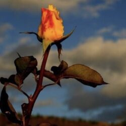 Номинант на «Русскую премию» Генерал Э. Артюхов «В обычном цветнике, в обычном полисаде, как оказалось, роза необычная растет…»