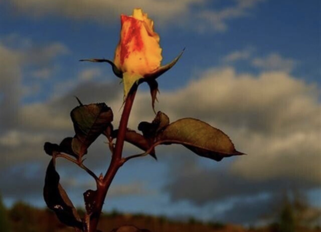 Номинант на «Русскую премию» Генерал Э. Артюхов «В обычном цветнике, в обычном полисаде, как оказалось, роза необычная растет…»