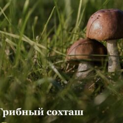 Русинский поэт М. Чикивдя «Тяжко найти такого чоловіка, котрый не любив бы на грибы ходити. Грибарю̄в по нашых селах доста…»