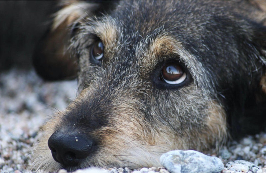 Номинант на «Русскую премию» Генерал Э. Артюхов «Бездомные псы тихо жизнь покидают, укрывшись от всех, они умирают, никто чтоб не видел слезы в глазах…»