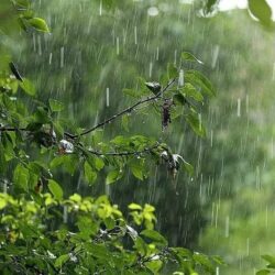 Русинская поэтесса Аня Цірик «Вітер віє, грум гуркоче-Ай видав дощити хоче. Дуже дощик дорогой…»