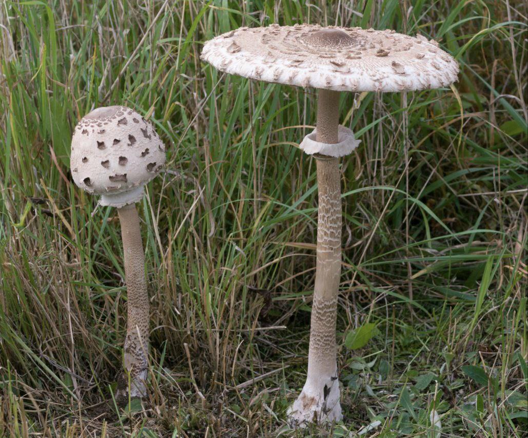 Русинская поэтесса Gyula Csólent «Збирати страшно люблю грибы, камай в яри и восени. Ни дуже люблю їх у літі, найти їх знаву и в зимі…»
